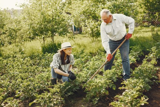 damson tree care and cultivation