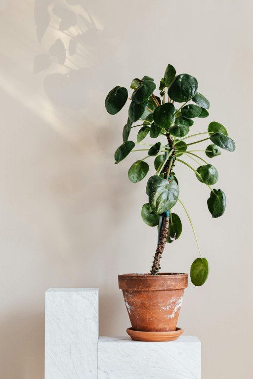 Easiest to Care for Indoor Plants: A Comprehensive Guide