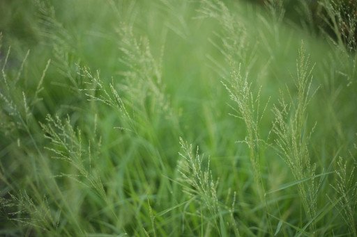 The Ultimate Guide to Managing Common Lawn Weeds in NSW