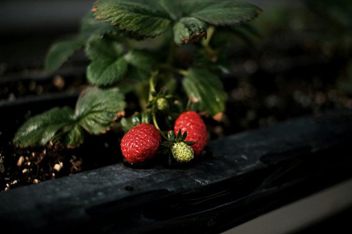 Discover the Finest Strawberry Varieties for a Luscious Garden