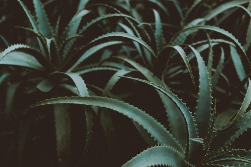 The Comprehensive Guide to Aloe Vera: Unveiling Its Multifaceted Properties